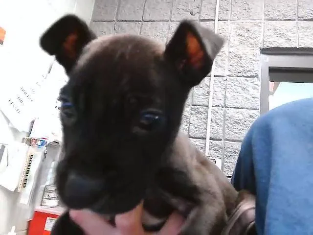 A baby small-sized female Pit Bull Terrier dog named Black Diamond for adoption in Tulsa, OK