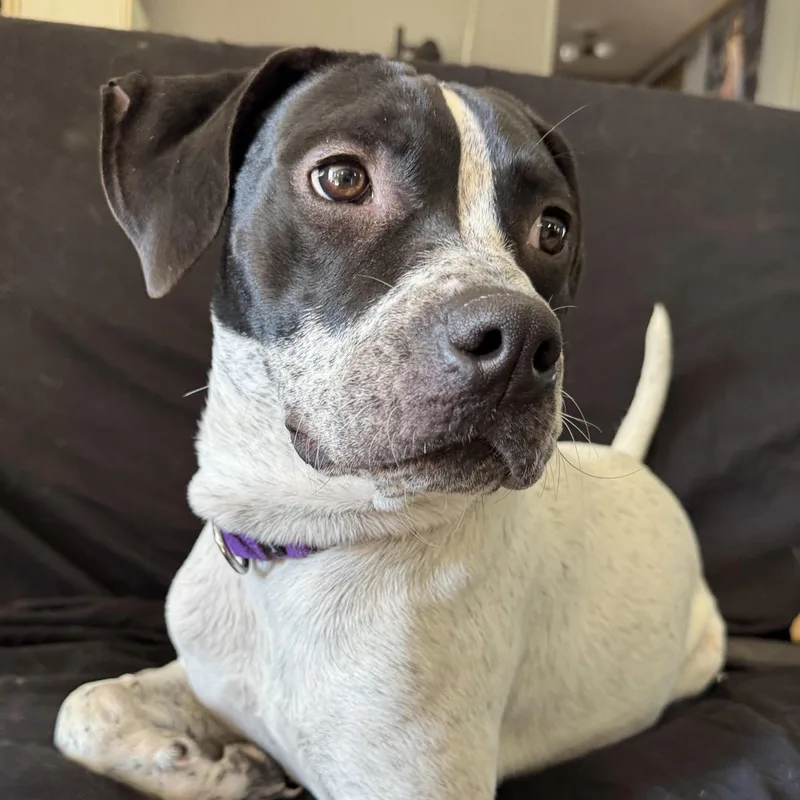 A young medium-sized male White / Cream Hound dog named Cricket for adoption in Albany, NY