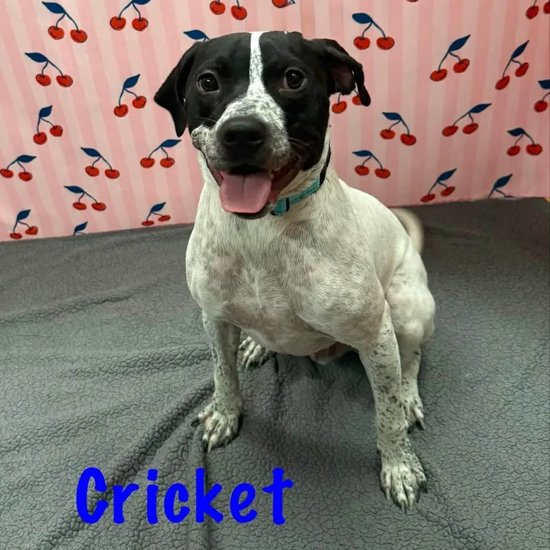 Cricket thumbnail 3