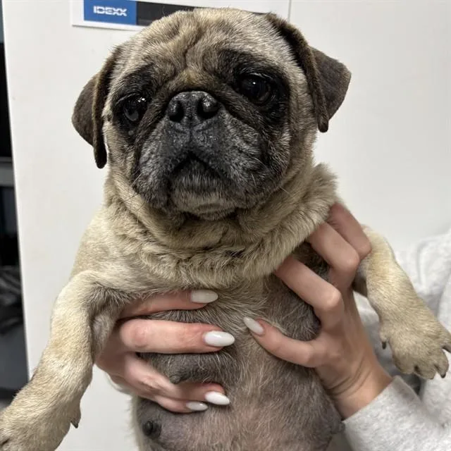 An adult medium-sized female Pug dog named A for adoption in Modesto, CA