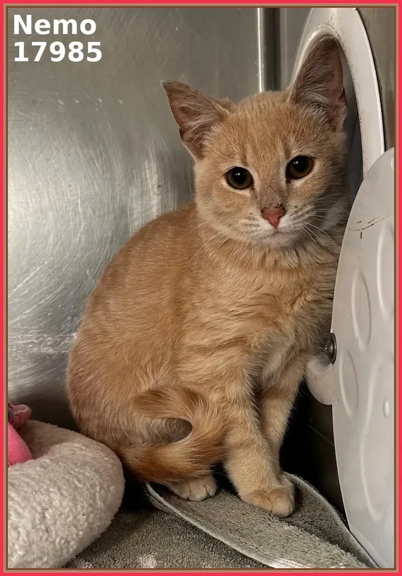 A baby medium-sized male Tabby (Orange / Red) Domestic Short Hair cat named Nemo for adoption in Marietta, GA