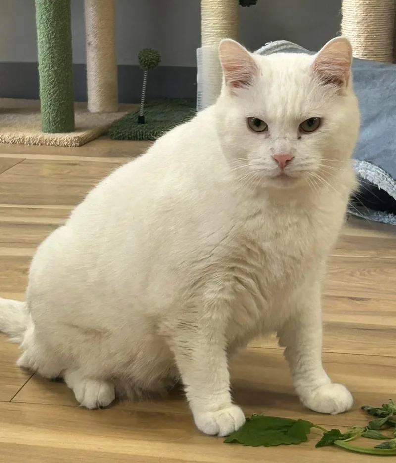 An adult extra large-sized male White Domestic Short Hair cat named Big Boy for adoption in Momence, IL