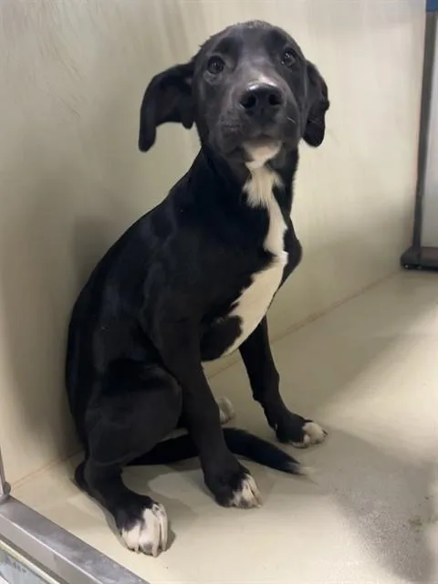 A baby small-sized female Pit Bull Terrier dog named Giselle for adoption in Bakersfield, CA