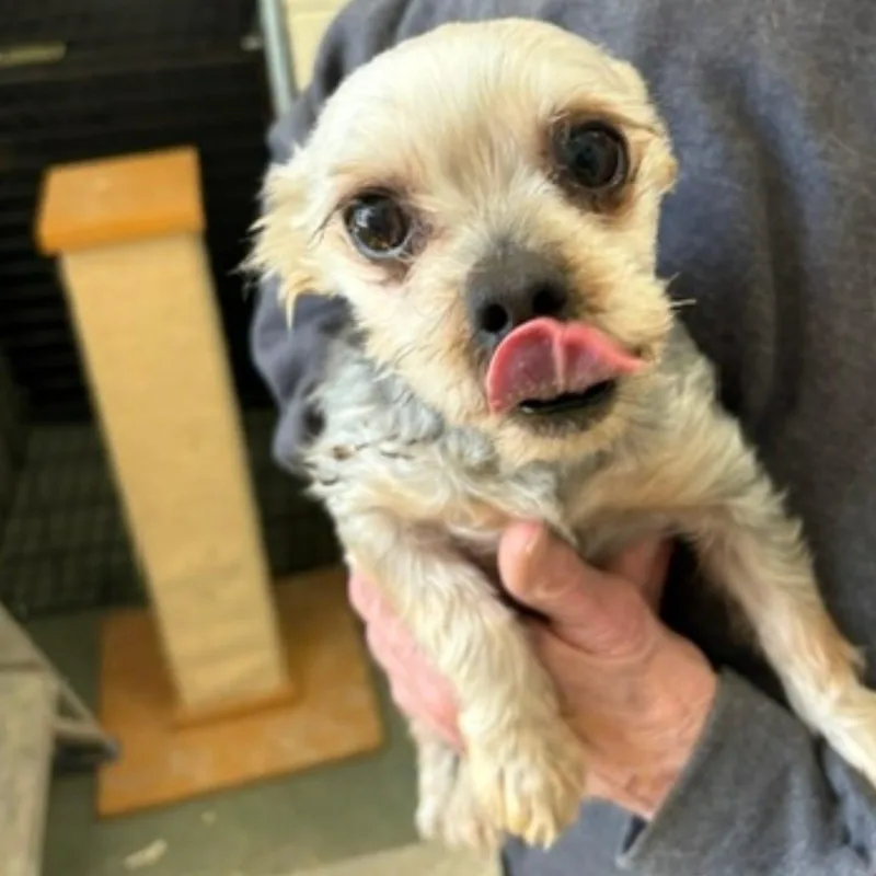 A senior medium-sized male Yellow / Tan / Blond / Fawn Silky Terrier dog named Timothy for adoption in HANSON, MA