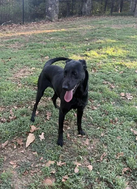 A young medium-sized female Black Labrador Retriever dog named Millie for adoption in Corsicana, TX