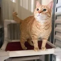 An adult small-sized female Orange / Red Domestic Short Hair cat named Millie for adoption in Concord, NH