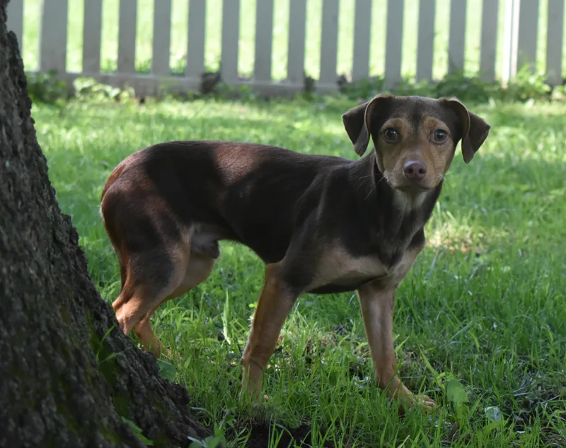 Dragon Prince thumbnail 2