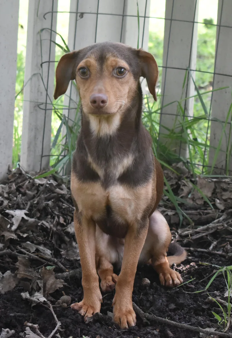 Dragon Prince thumbnail 3