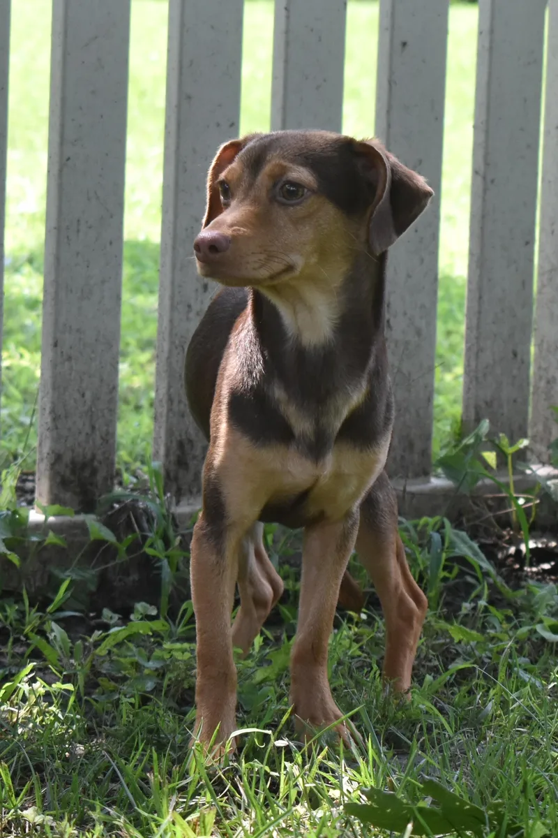 Dragon Prince thumbnail 4