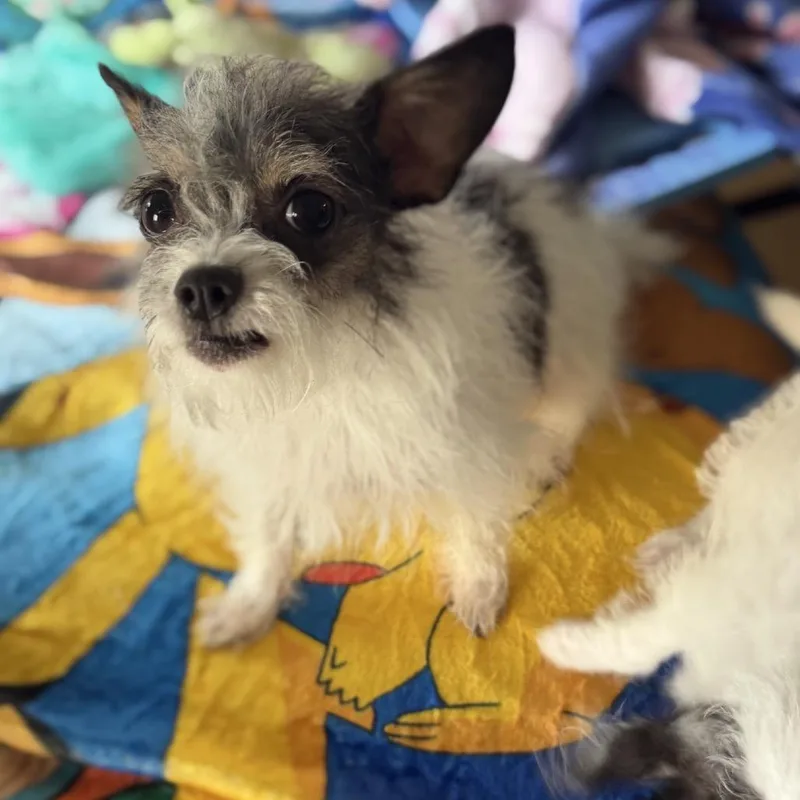 An adult small-sized female White / Cream Maltese dog named Ella for adoption in Baton Rouge, LA