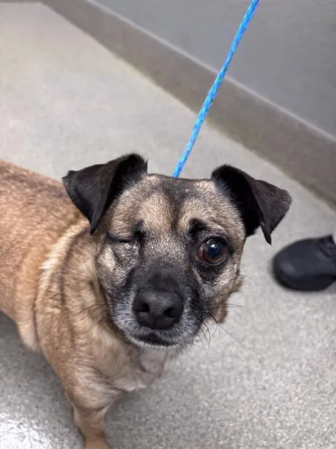 An adult small-sized male Chihuahua dog named Popeye for adoption in Las Vegas, NV