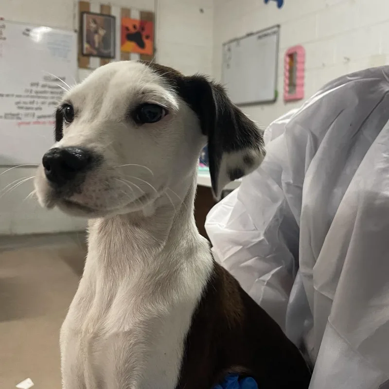 A baby medium-sized male Brown / Chocolate Mixed Breed dog named Zero for adoption in Edinburg, TX