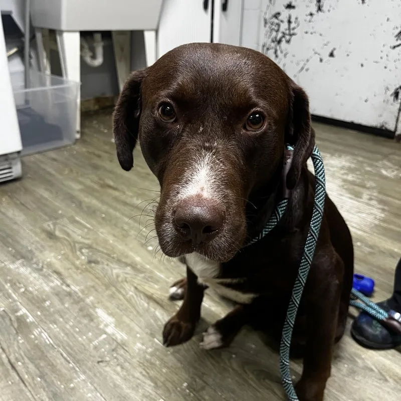An adult large-sized male Brown / Chocolate Mixed Breed dog named Wilson for adoption in Summerville, SC