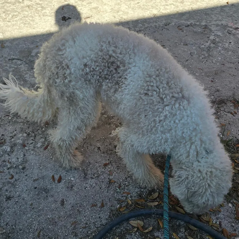 A young medium-sized male White / Cream Standard Poodle dog named Wayland for adoption in Williston, FL