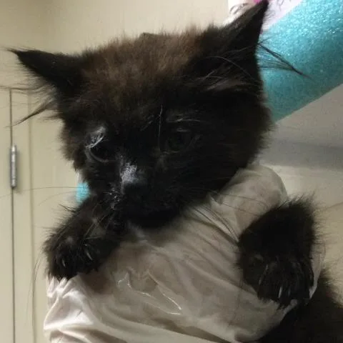 A baby small-sized male Domestic Short Hair cat named June for adoption in Riverside, CA