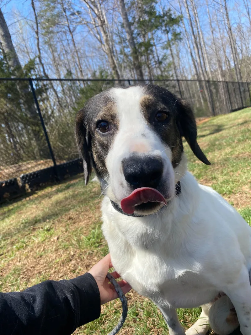 An adult medium-sized female White / Cream Collie dog named Lainey for adoption in Maidens, VA