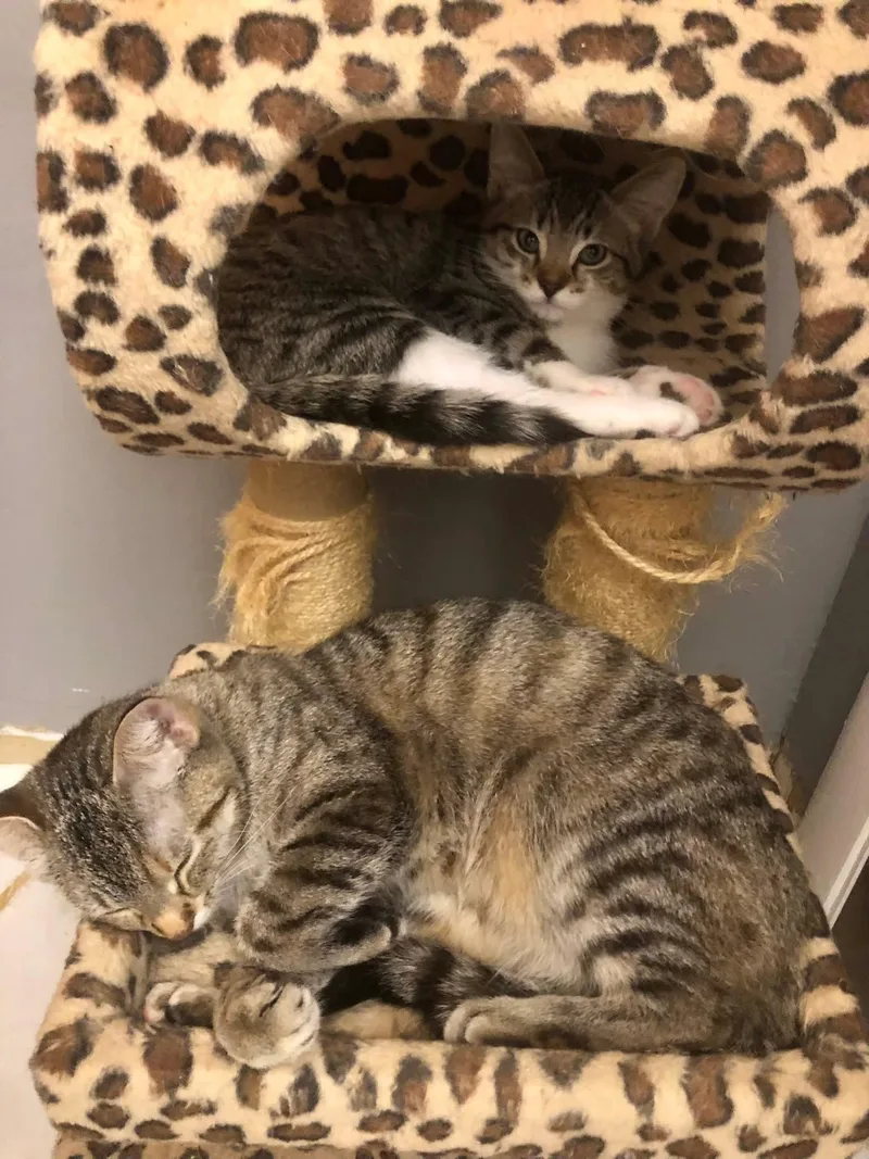 A young small-sized female Domestic Short Hair cat named Dazey for adoption in Johnsburg, IL