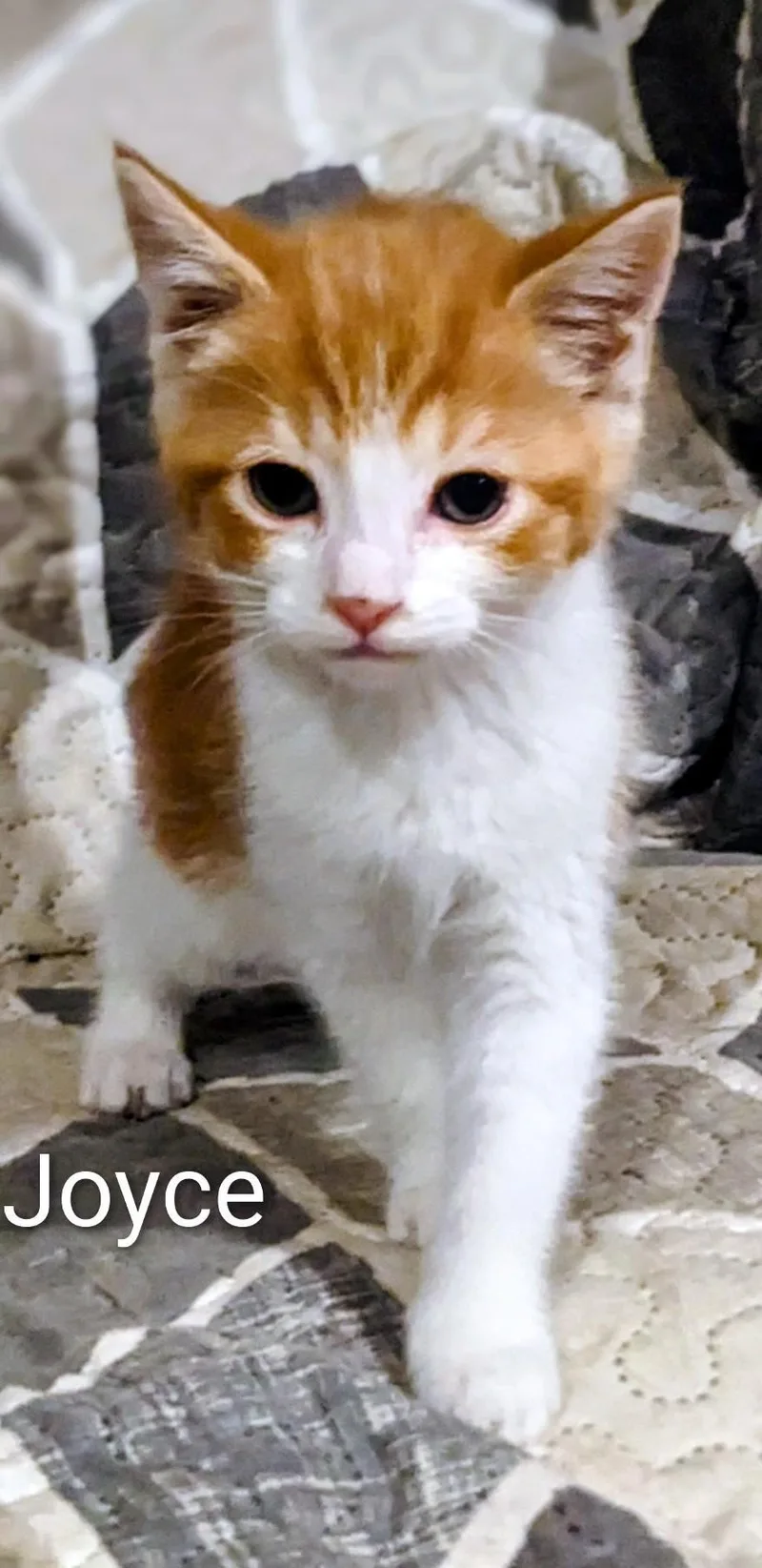 A baby medium-sized female Orange & White Domestic Short Hair cat named Joyce for adoption in Binghamton, NY