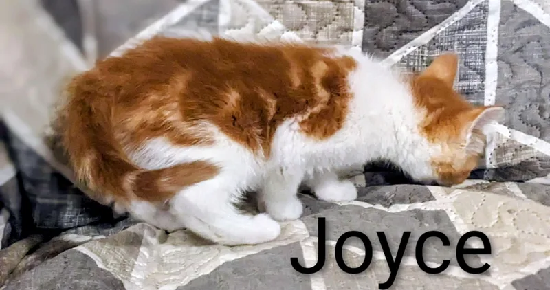 Joyce thumbnail 2