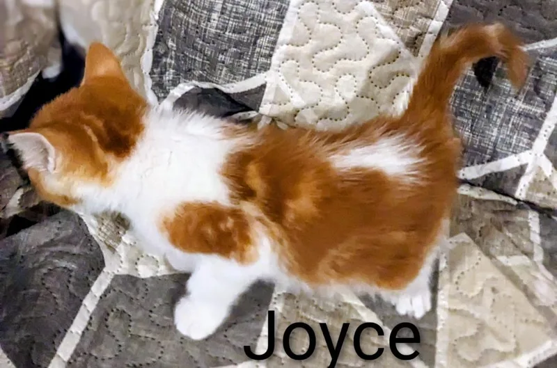 Joyce thumbnail 3