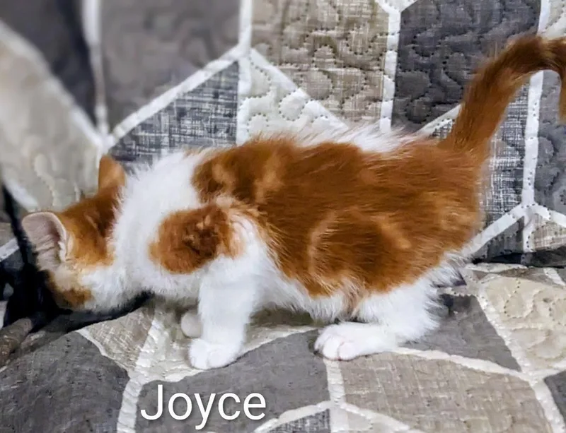 Joyce thumbnail 4