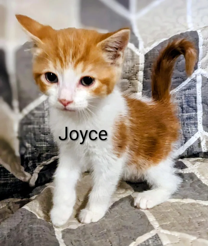 Joyce thumbnail 5