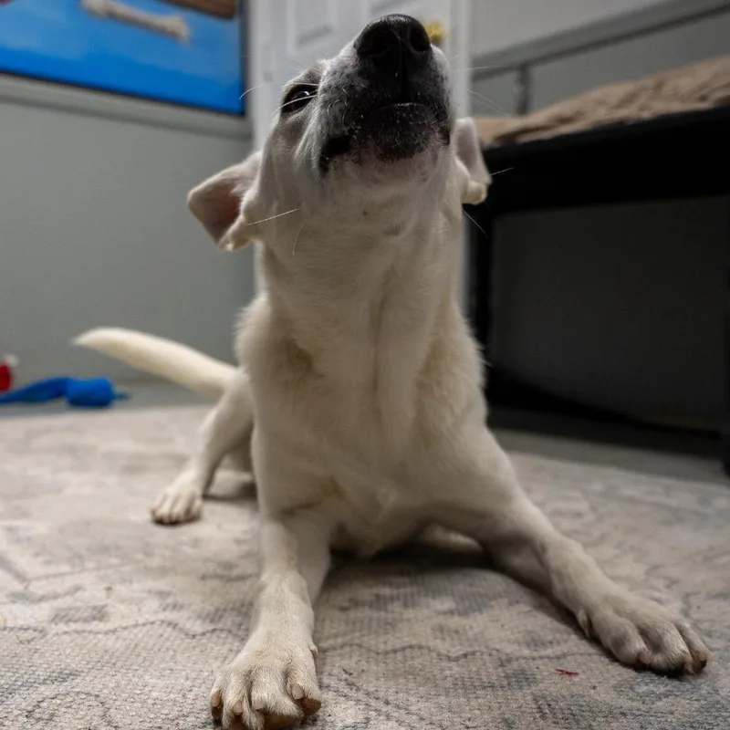 A baby medium-sized female White / Cream Shepherd dog named Roxy for adoption in Pawling, NY