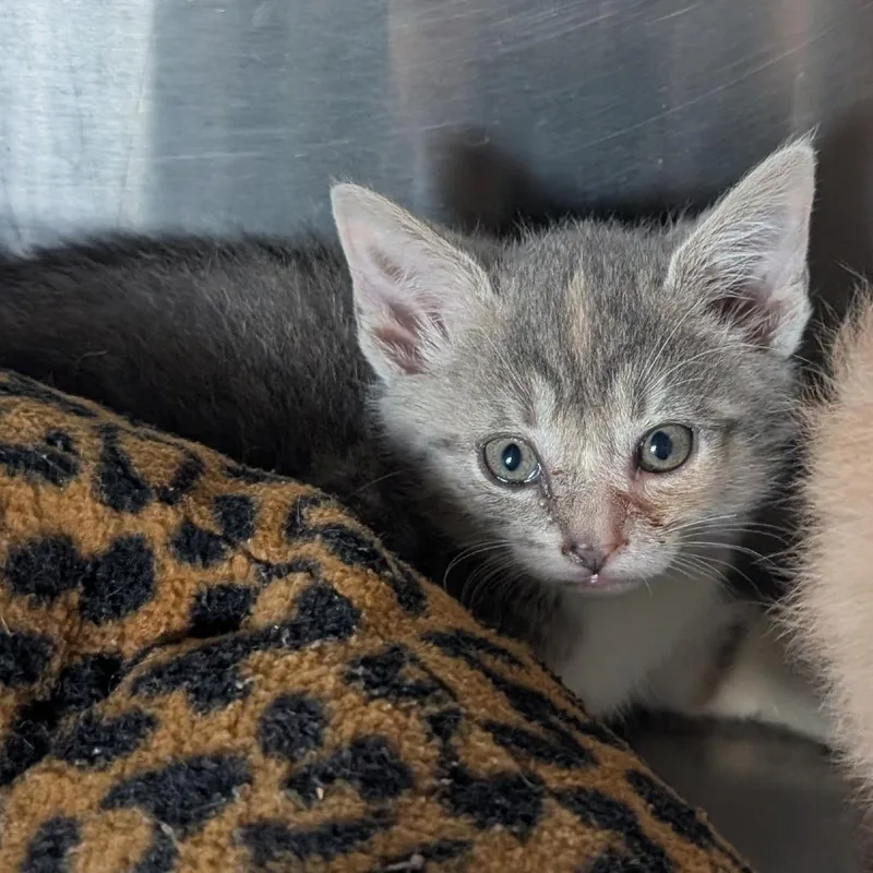 A baby small-sized female Torbie Domestic Short Hair cat named Clemintine for adoption in Jefferson city, TN