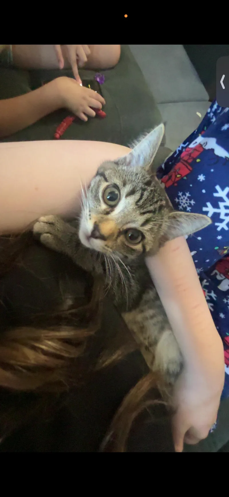 A baby medium-sized female American Shorthair cat named Kiwi for adoption in Morgantown, WV