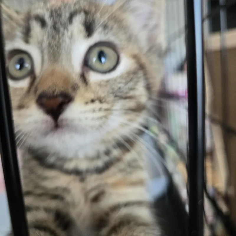 Kiwi thumbnail 3