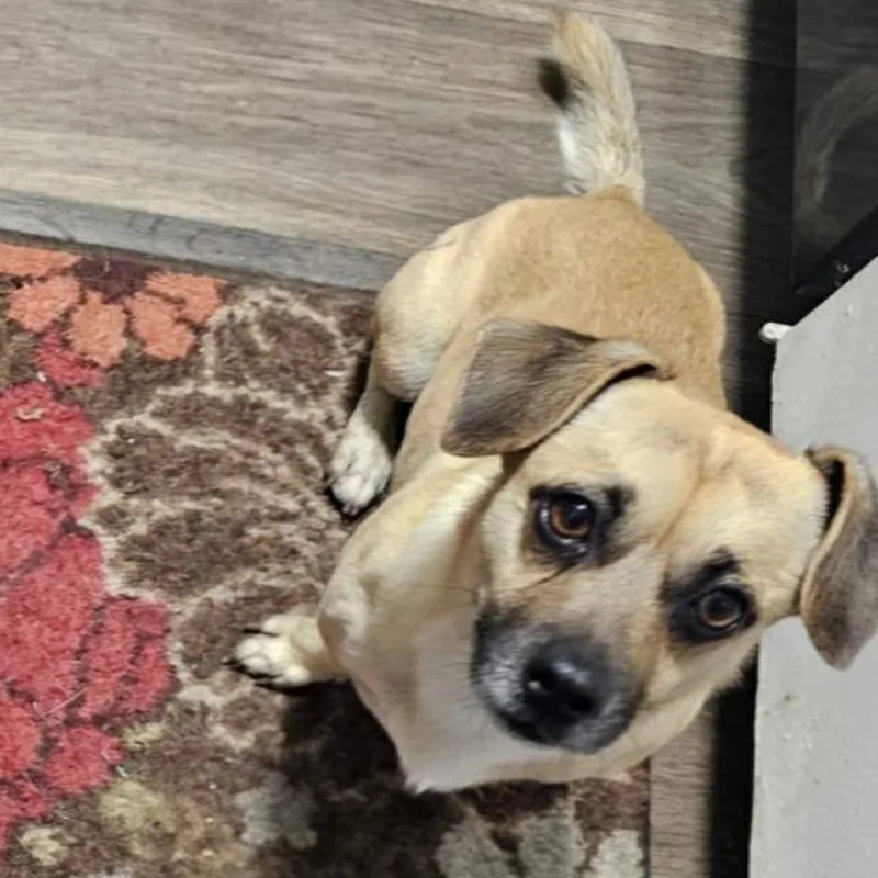 An adult small-sized male Apricot / Beige Pug dog named Duke for adoption in Williston, VT