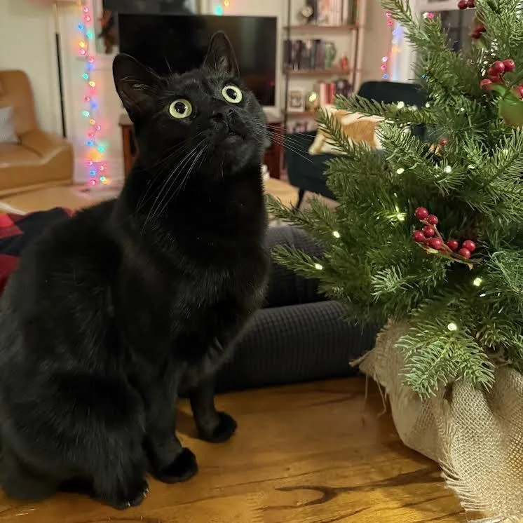 An adult medium-sized male Black Bombay cat named Rhys for adoption in Miami, FL