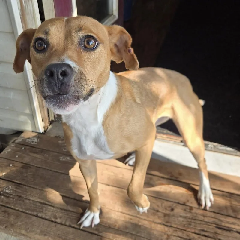 A young small-sized female Yellow / Tan / Blond / Fawn Pit Bull Terrier dog named Juniper for adoption in Silverton, OR