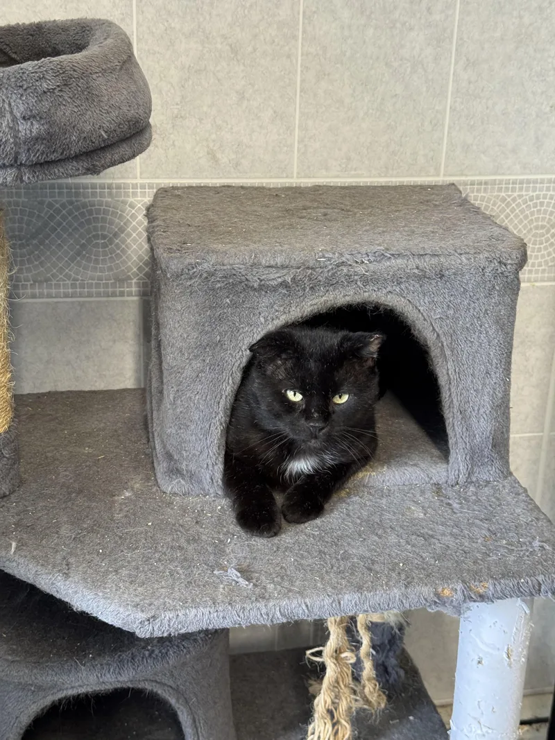 An adult large-sized male Black Domestic Short Hair cat named Stamp for adoption in Hoopeston, IL