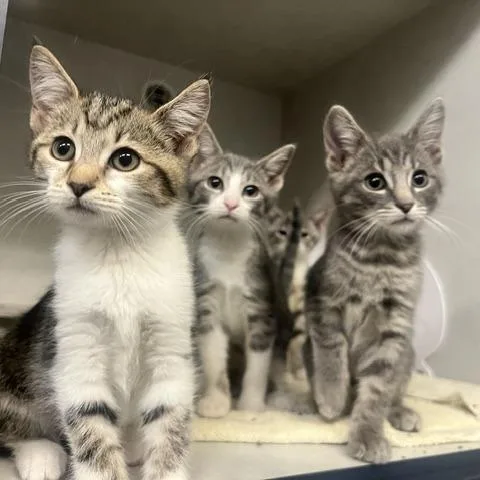 A baby small-sized female Gray / Blue / Silver Domestic Short Hair cat named Slinky for adoption in Dayton, OH
