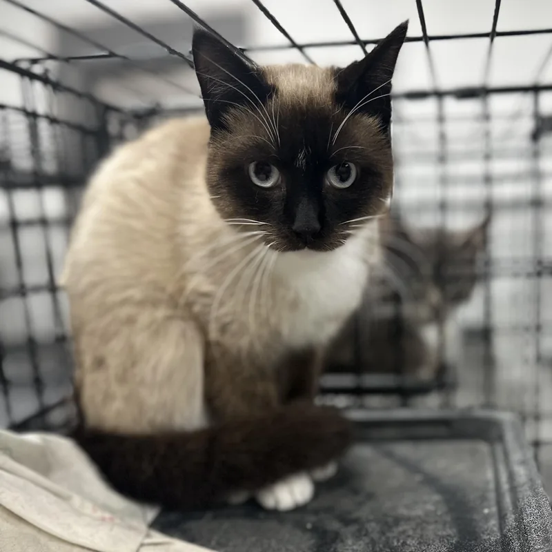 An adult medium-sized male Brown / Chocolate Siamese cat named Harrison for adoption in Youngstown, OH