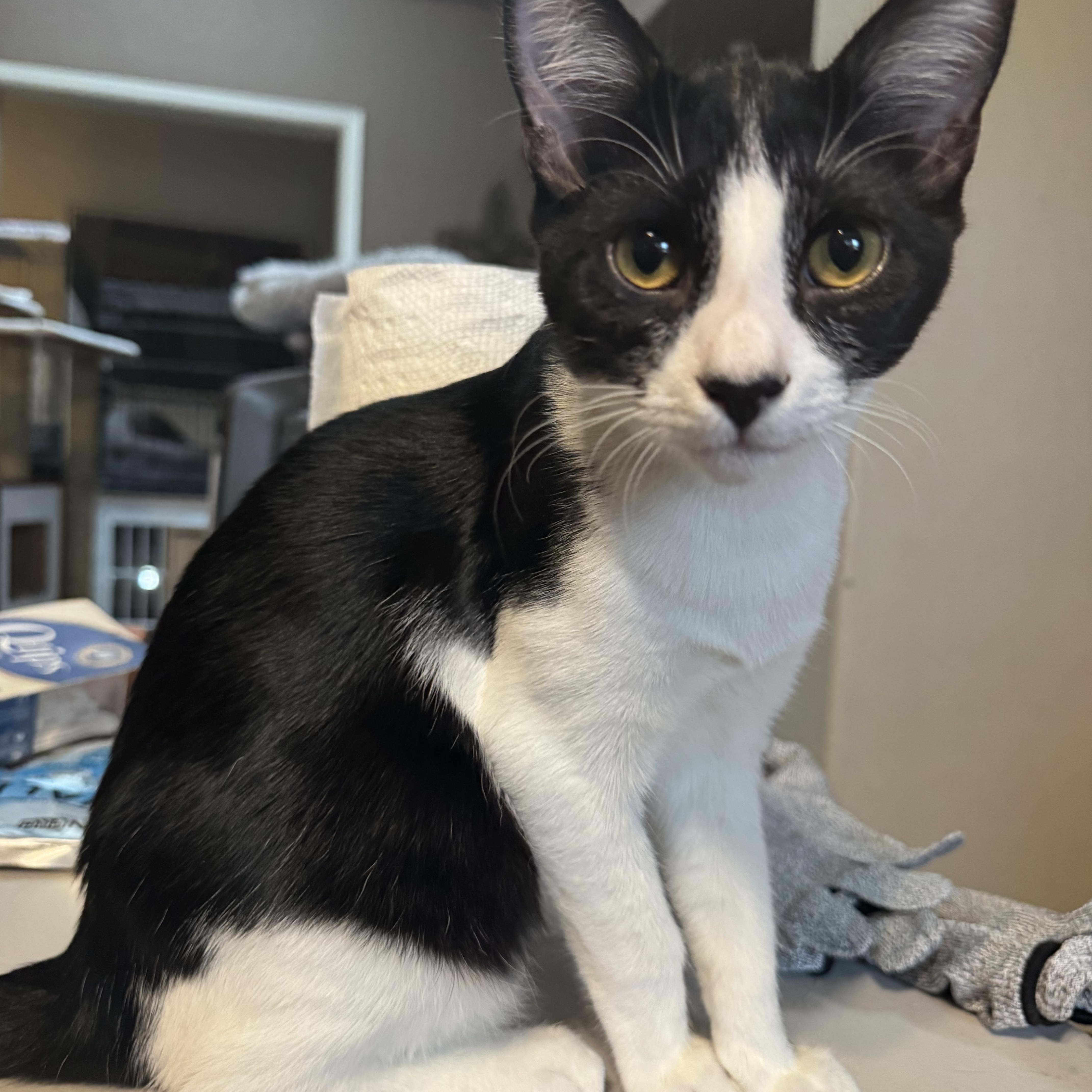 A young medium-sized male Black & White / Tuxedo Domestic Short Hair cat named Tormund for adoption in Brentwood, CA