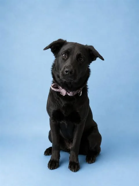 A young large-sized female Labrador Retriever dog named Shala for adoption in Westminster, MD