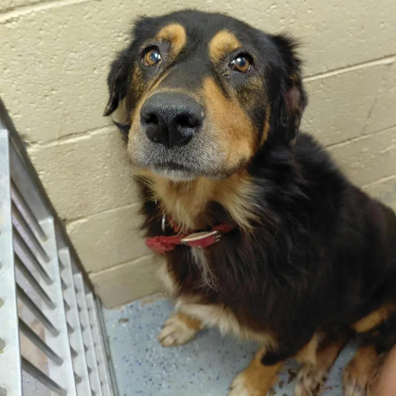 An adult small-sized male Black Bernese Mountain Dog dog named Bruno for adoption in Douglas, AZ