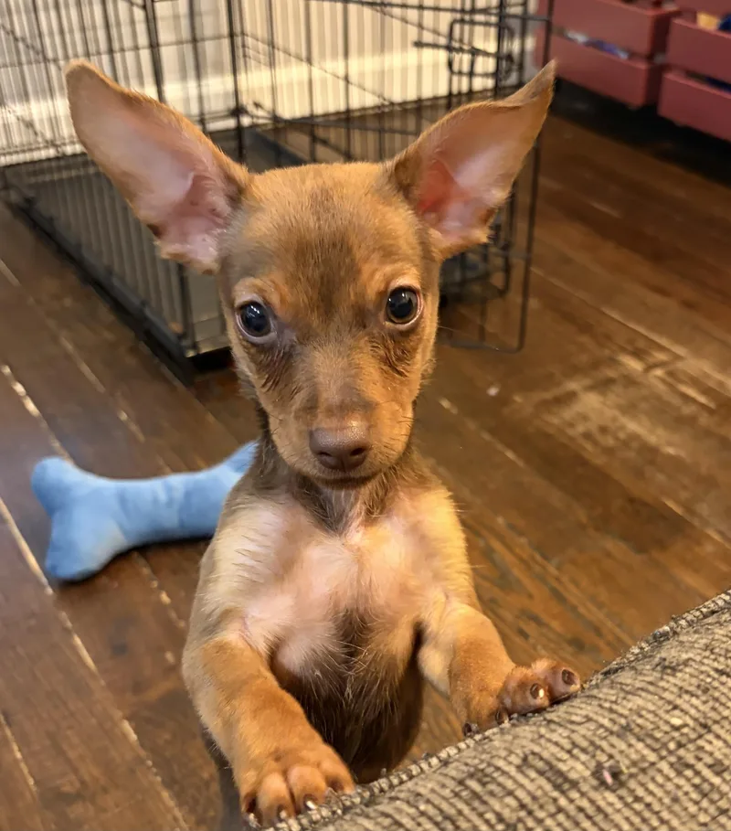 A young small-sized male Chiweenie dog named Simba for adoption in Lakeland, TN
