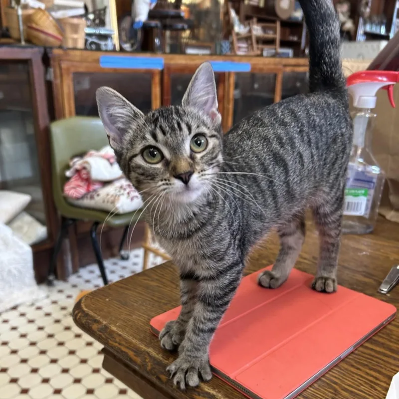 A baby medium-sized female Brown / Chocolate Domestic Short Hair cat named Pip for adoption in Springdale, AR