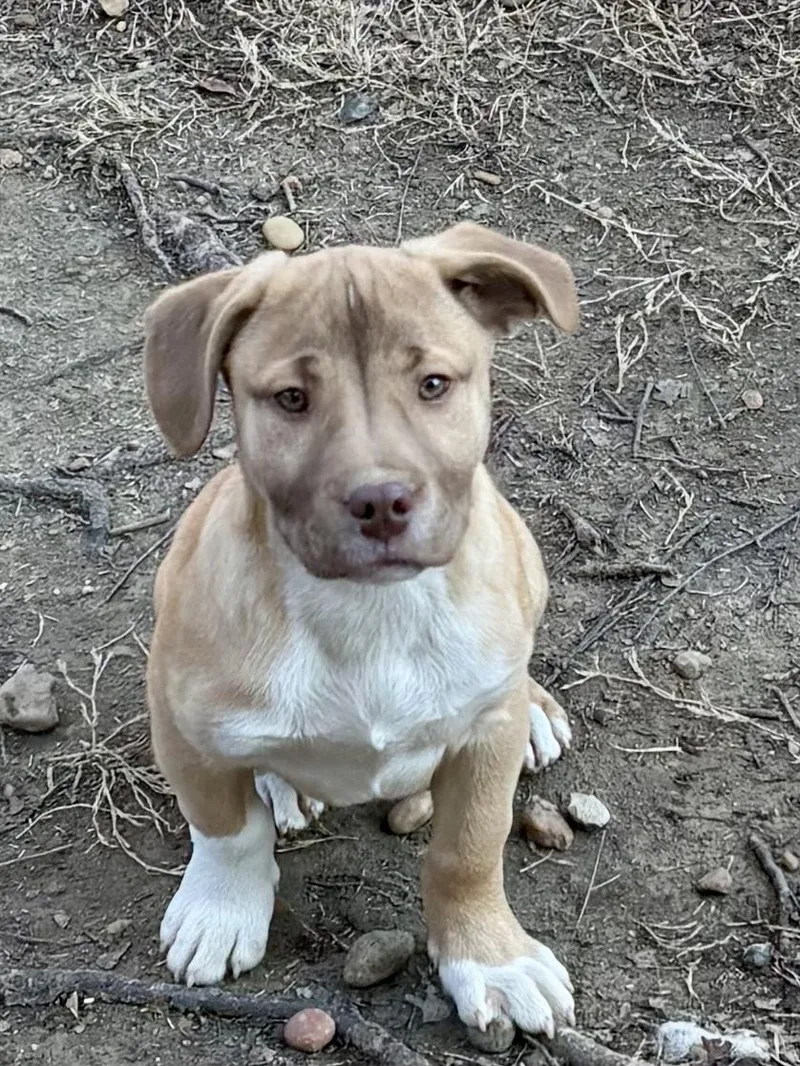A baby medium-sized female Australian Shepherd dog named Bologna for adoption in Cordova, TN
