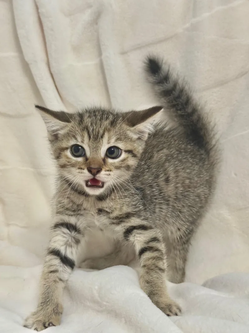 A baby small-sized male Tabby (Gray / Blue / Silver) Oriental Tabby cat named Iron for adoption in Miami, FL