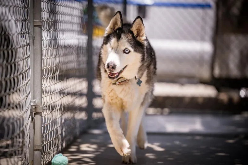 A senior large-sized male Husky dog named Odin for adoption in Twentynine Palms, CA