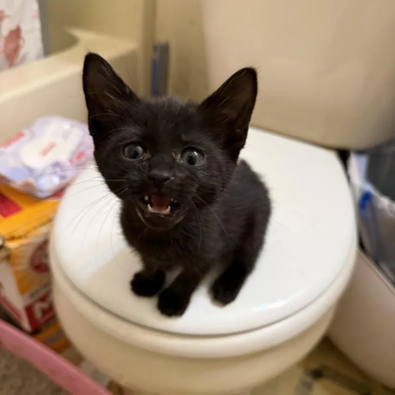 A baby medium-sized female Black Domestic Short Hair cat named Allegra for adoption in Chattanooga, TN