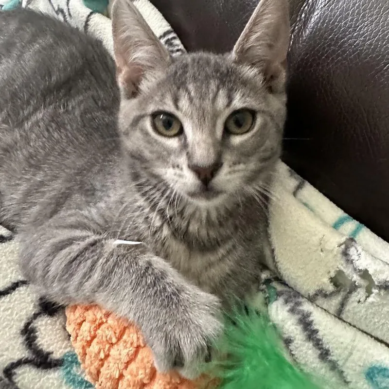 A young medium-sized female Domestic Short Hair cat named Penny for adoption in Fresno, CA