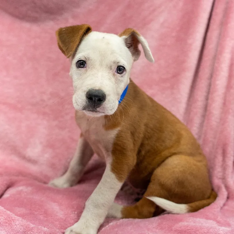 Roll thumbnail 3