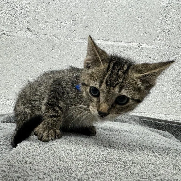 A baby small-sized male Black Domestic Short Hair cat named Bert for adoption in Saint Louis, MO