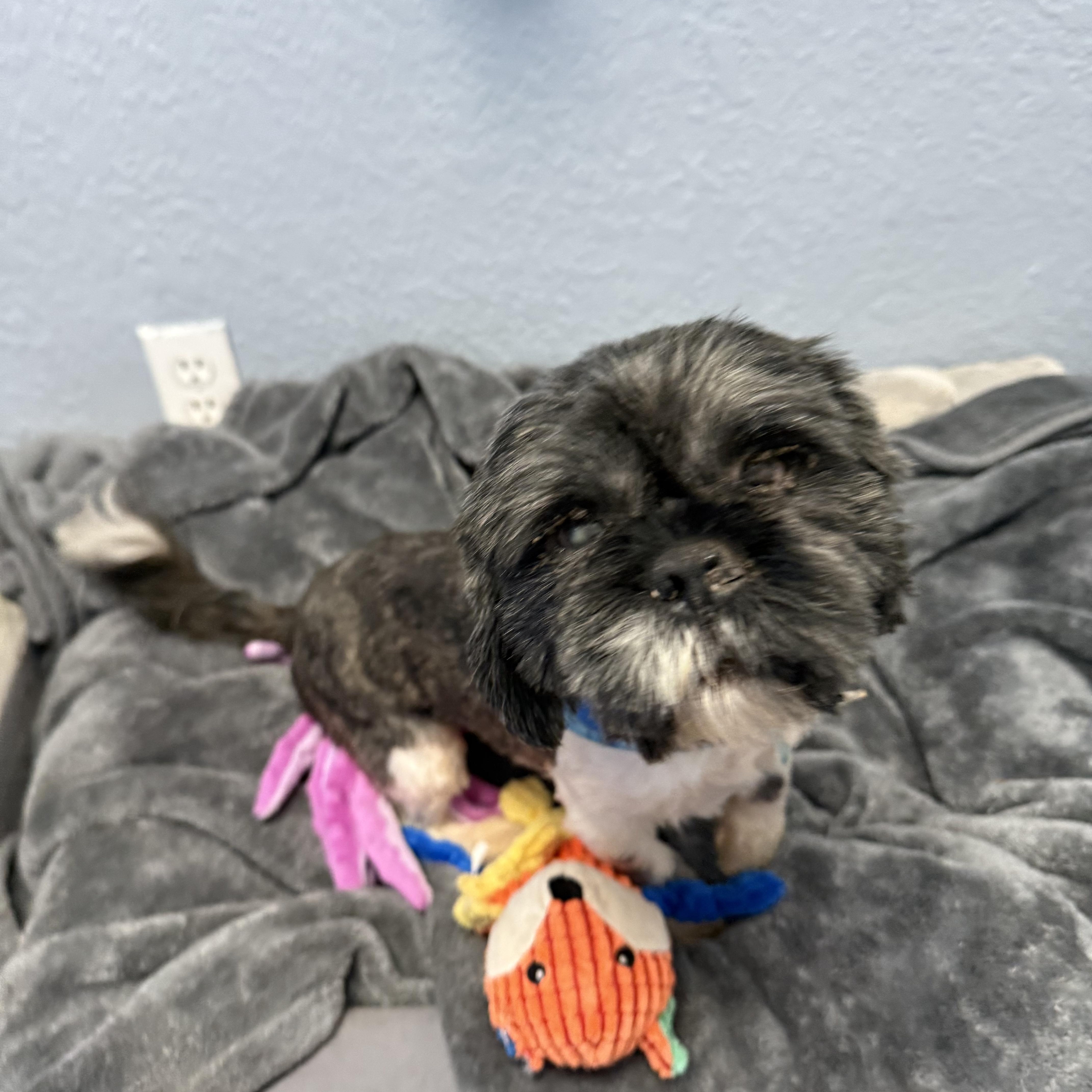 An adult small-sized male Gray / Blue / Silver Shih Tzu dog named Hopper Woo for adoption in Oklahoma City, OK