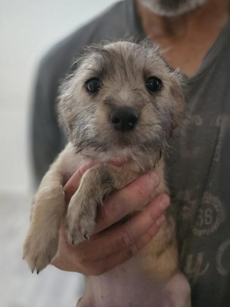 A baby small-sized female Terrier dog named Pepper for adoption in Windsor, CA